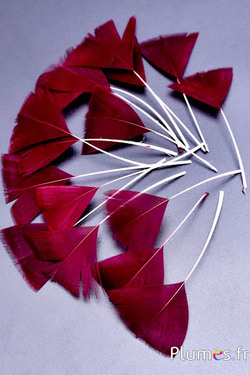 Pétales en plumes - 6-8 x 3-4 cm - bordeaux